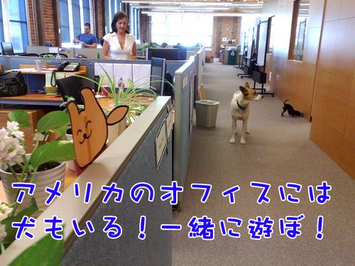 トッフトフ！（アメリカのオフィスには犬もいて楽しいな！一緒に遊ぼ～、と言っている） 